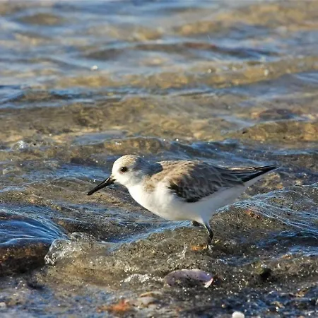 Apartamento Casas E De Barra